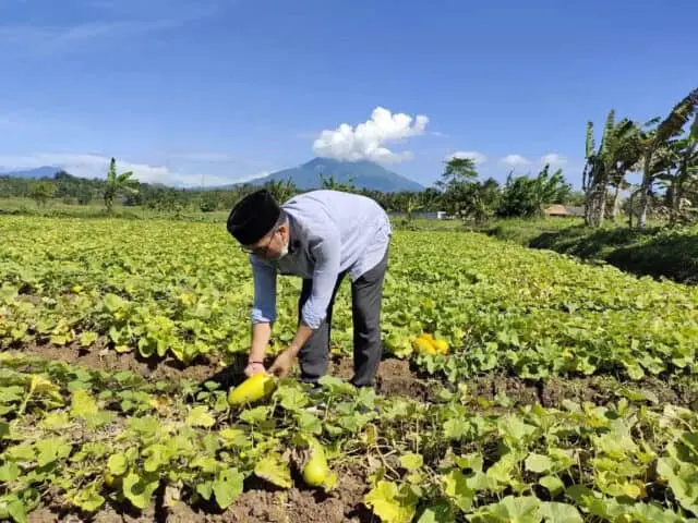 Berkah Petani Timun Suri di Bulan Ramadhan, Jaro Daud: Pemerintah Desa Dukung Pertumbuhan Ekonomi Berkah Petani Timun Suri di Bulan Ramadhan, Jaro Daud: Pemerintah Desa Dukung Pertumbuhan Ekonomi