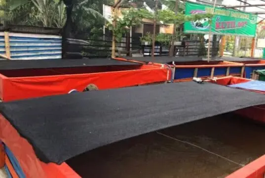 Kembangkan Bantuan Pemkot, 9 Kali Panen Kutil Cimone Hasilkan 700 Kilogram Lele
