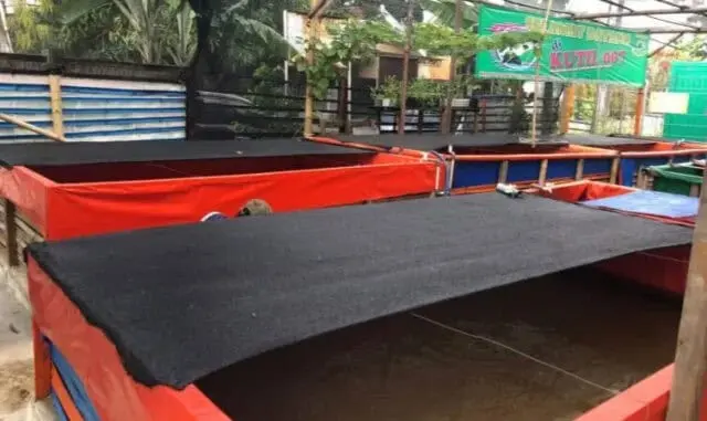 Kembangkan Bantuan Pemkot, 9 Kali Panen Kutil Cimone Hasilkan 700 Kilogram Lele Kembangkan Bantuan Pemkot, 9 Kali Panen Kutil Cimone Hasilkan 700 Kilogram Lele