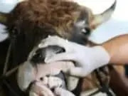 Dari Cipondoh, Penyakit Mulut dan Kuku Ditemukan di 13 Sapi Dari Cipondoh, Penyakit Mulut dan Kuku Ditemukan di 13 Sapi