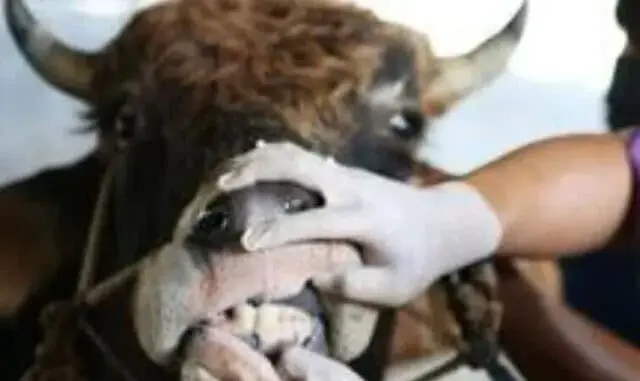 Dari Cipondoh, Penyakit Mulut dan Kuku Ditemukan di 13 Sapi Dari Cipondoh, Penyakit Mulut dan Kuku Ditemukan di 13 Sapi