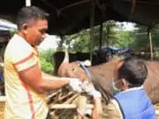 Berikut Panduan Menyembelih Hewan Kurban Bebas PMK