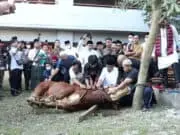 Rayakan Iduladha Benyamin Serahkan Hewan Kurban, Pilar Turun Langsung Ikut Sembelih Rayakan Iduladha Benyamin Serahkan Hewan Kurban, Pilar Turun Langsung Ikut Sembelih
