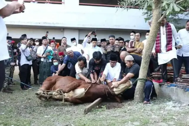 Rayakan Iduladha Benyamin Serahkan Hewan Kurban, Pilar Turun Langsung Ikut Sembelih Rayakan Iduladha Benyamin Serahkan Hewan Kurban, Pilar Turun Langsung Ikut Sembelih