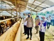 Kado Terindah Distan HUT RI Ke 77 di Pandeglang, Zero Case PMK Kado Terindah Distan HUT RI Ke 77 di Pandeglang, Zero Case PMK