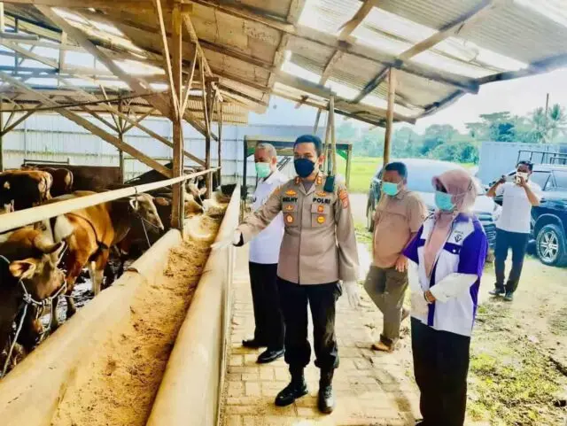 Kado Terindah Distan HUT RI Ke 77 di Pandeglang, Zero Case PMK Kado Terindah Distan HUT RI Ke 77 di Pandeglang, Zero Case PMK