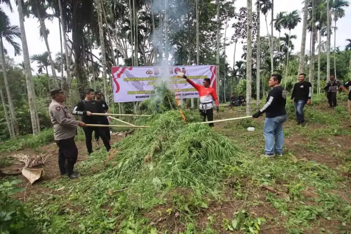 Joss! Buru Tersangka ke Ujung Sumatera, Polda Banten Dapati 3 Hektar Ladang Ganja