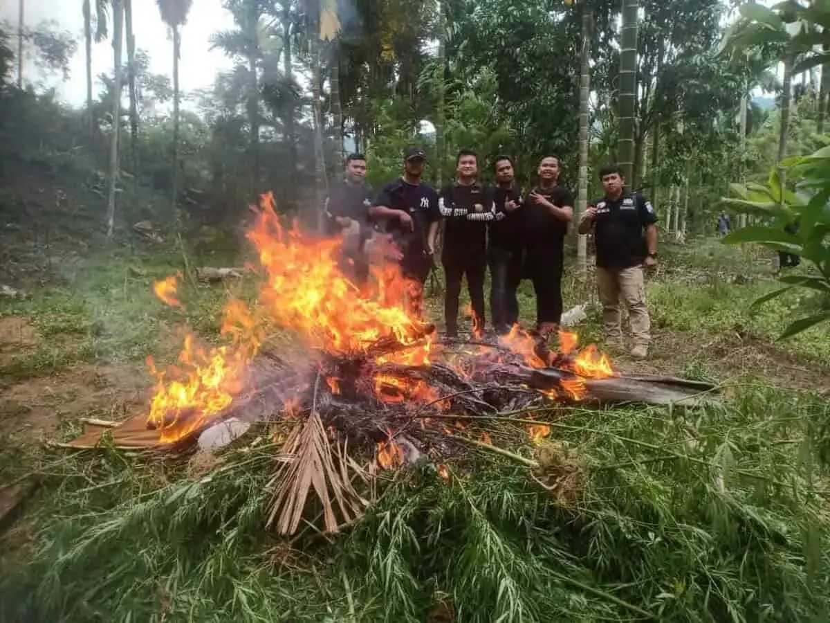 Joss! Buru Tersangka ke Ujung Sumatera, Polda Banten Dapati 3 Hektar Ladang Ganja