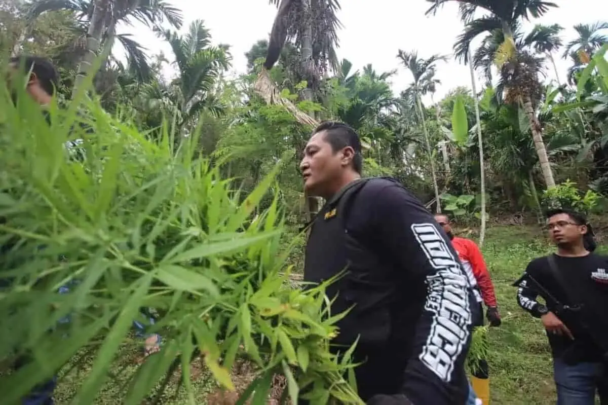 Joss! Buru Tersangka ke Ujung Sumatera, Polda Banten Dapati 3 Hektar Ladang Ganja