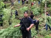 Joss! Buru Tersangka ke Ujung Sumatera, Polda Banten Dapati 3 Hektar Ladang Ganja