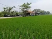 Dilaporkan, Perusak Portal Masuk Padi Padi di Pakuhaji Tangerang Jadi Tersangka Dilaporkan, Perusak Portal Masuk Padi Padi di Pakuhaji Tangerang Jadi Tersangka
