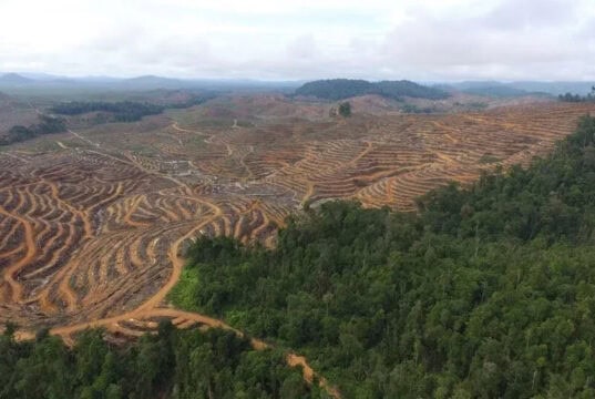 Warga Banja Ladang Sialang Pasungan Riau sedang Berkonflik Lahan Ngadu ke Komisi VI DPR RI di Terima Ananta Wahana Ilustrasi konflik Lahan. (Istimewa)