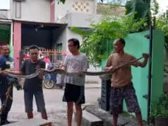 Warga Gardenia Sepatan Tangerang, Digegerkan Penemuan Ular Phyton 3 Meter Warga Gardenia Sepatan Tangerang, Digegerkan Penemuan Ular Phyton 3 Meter