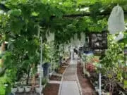 DPKP Kabupaten Tangerang Kunjungi Agrowisata Kampung Sawah