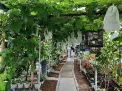 DPKP Kabupaten Tangerang Kunjungi Agrowisata Kampung Sawah