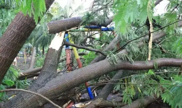 Catat! Korban Pohon Tumbang di Kota Tangerang Bisa Klaim Asuransi, Caranya? Catat! Korban Pohon Tumbang di Kota Tangerang Bisa Klaim Asuransi, Caranya?
