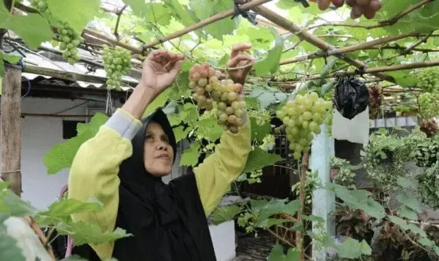 Emak Muda Ini Sukses Berbudidaya Anggur di Teras Rumah Hingga Transfer Ilmu ke Tetangga Emak Muda Ini Sukses Berbudidaya Anggur di Teras Rumah Hingga Transfer Ilmu ke Tetangga