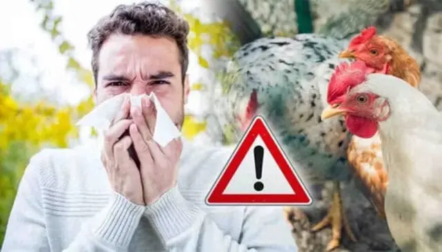 Dinkes Tangerang Tingkatkan kewaspadaan Terhadap Penularan virus Flu Burung Dinkes Tangerang Tingkatkan kewaspadaan Terhadap Penularan virus Flu Burung