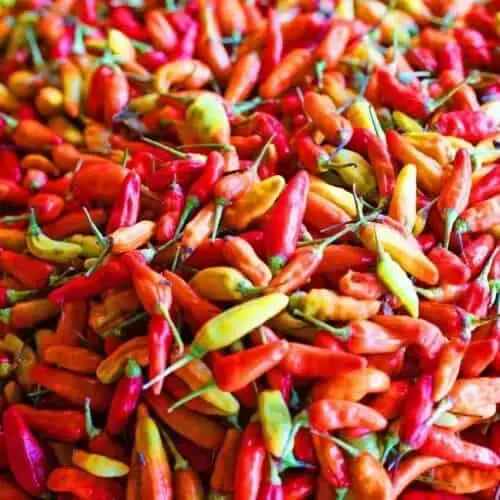 Pedas, Harga Cabai Rawit Merah di Pasar Malingping Lebak Tembus Rp100 Ribu per Kilogram Pedas, Harga Cabai Rawit Merah di Pasar Malingping Lebak Tembus Rp100 Ribu per Kilogram