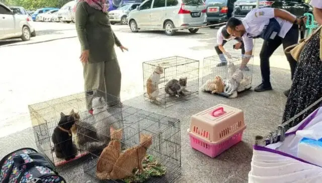Dinas Pertanian dan Ketahanan Pangan Populasi dan Sterilisasi Kucing Liar Dinas Pertanian dan Ketahanan Pangan Populasi dan Sterilisasi Kucing Liar