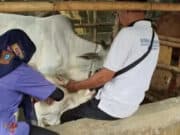 DPKP Cegah Penambahan Kasus LSD pada Sapi di Kabupaten Tangerang