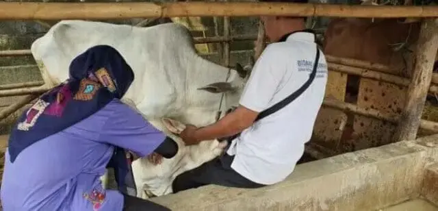 DPKP Cegah Penambahan Kasus LSD pada Sapi di Kabupaten Tangerang DPKP Cegah Penambahan Kasus LSD pada Sapi di Kabupaten Tangerang