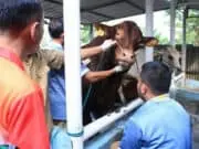 Terjunkan 18 Dokter di 259 Lapak, DKP Kota Tangerang Cek Kesehatan Hewan Qurban