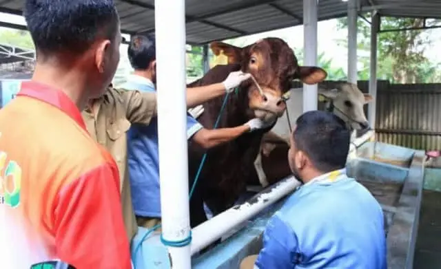 Terjunkan 18 Dokter di 259 Lapak, DKP Kota Tangerang Cek Kesehatan Hewan Qurban Terjunkan 18 Dokter di 259 Lapak, DKP Kota Tangerang Cek Kesehatan Hewan Qurban
