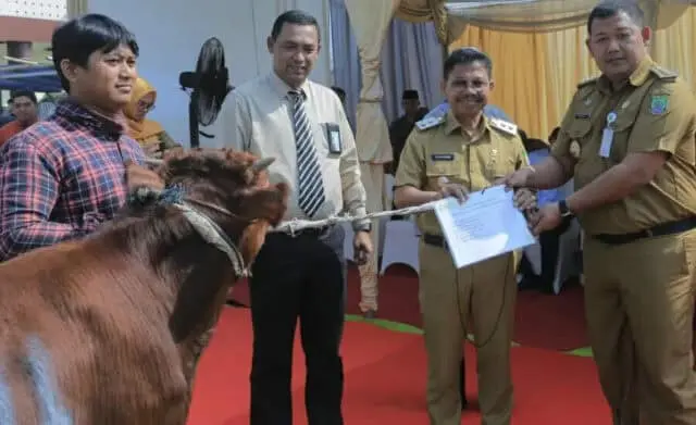 32 Ekor Sapi Qurban dari RSUP Sitanala, Wakil Walikota: Segera Didistribusikan! 32 Ekor Sapi Qurban dari RSUP Sitanala, Wakil Walikota: Segera Didistribusikan!