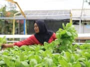 Binaan DLH Kota Tangerang, 412 Kampung Iklim Tersebar di 104 Kelurahan