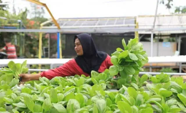 Binaan DLH Kota Tangerang, 412 Kampung Iklim Tersebar di 104 Kelurahan Binaan DLH Kota Tangerang, 412 Kampung Iklim Tersebar di 104 Kelurahan