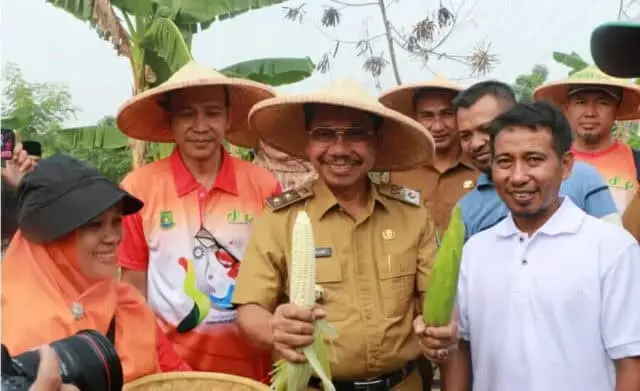 Saat Panen Jagung Ketan, Sachrudin: Rasanya Legit Saat Panen Jagung Ketan, Sachrudin: Rasanya Legit