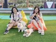 Paws Dog Dream Park Summarecon Mall Serpong: Tempat Bermain dengan Anjing Kesayangan Paws Dog Dream Park Summarecon Mall Serpong: Tempat Bermain dengan Anjing Kesayangan