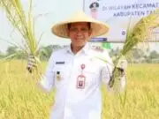 (Pemkab) Tangerang menggelar panen raya padi bersama petani di lahan seluas sekitar 250 hektare di Kecamatan Sukadiri, Foto. (Istimewa)