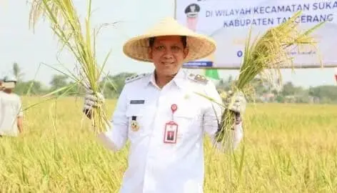 PJ Bupati Tangerang Andi Ony Gelar Panen Raya Padi Bersama Petani (Pemkab) Tangerang menggelar panen raya padi bersama petani di lahan seluas sekitar 250 hektare di Kecamatan Sukadiri, Foto. (Istimewa)
