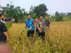 Aplikasi Pupuk Organik Berbahan Dasar FABA PLTU 2 Labuan,Mathla’ul Anwar Gelar Panen Raya Padi Sawah Panen Raya