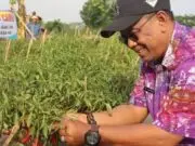 Dinas Pertanian dan Ketahanan Pangan Kabupaten Tangerang Jaga Inflasi lewat Program Gercep Kepala DPKP Kabupaten Tangerang Asep Jatnika telah mengusung Gerakan Tanam Pangan Cepat Panen (Gercep) Cabai, Foto. (Istimewa)
