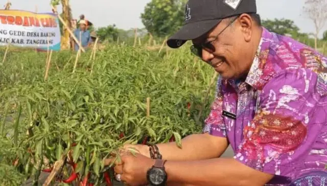 Dinas Pertanian dan Ketahanan Pangan Kabupaten Tangerang Jaga Inflasi lewat Program Gercep Kepala DPKP Kabupaten Tangerang Asep Jatnika telah mengusung Gerakan Tanam Pangan Cepat Panen (Gercep) Cabai, Foto. (Istimewa)