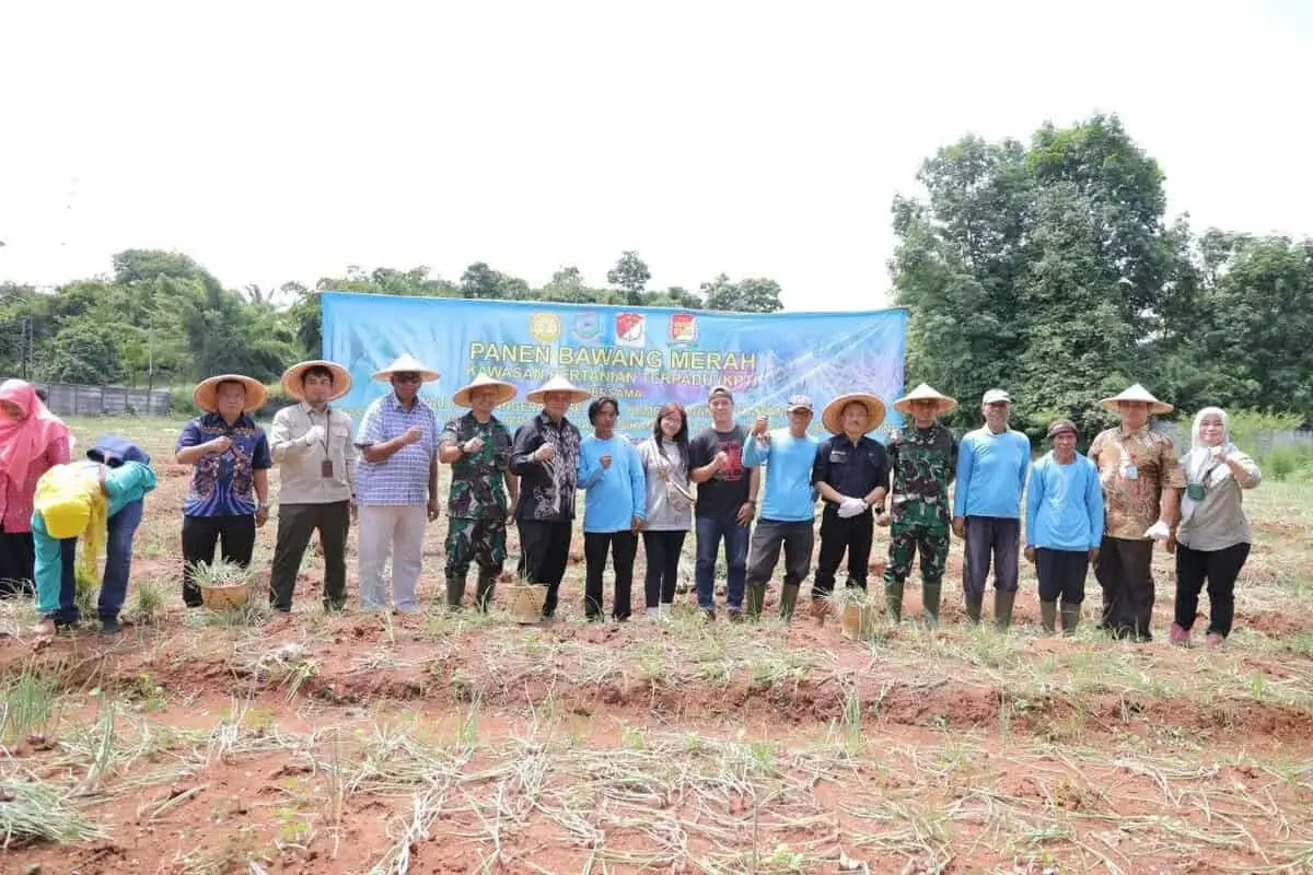 Pemkot Tangsel Berhasil Panen Bawang Merah, Wujudkan Kemandirian Pangan Pemkot Tangsel Berhasil Panen Bawang Merah, Wujudkan Kemandirian Pangan