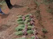 Pemkot Tangsel Berhasil Panen Bawang Merah, Wujudkan Kemandirian Pangan Pemkot Tangsel Berhasil Panen Bawang Merah, Wujudkan Kemandirian Pangan