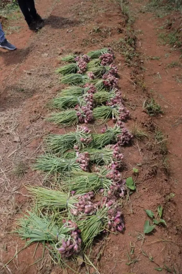Pemkot Tangsel Berhasil Panen Bawang Merah, Wujudkan Kemandirian Pangan Pemkot Tangsel Berhasil Panen Bawang Merah, Wujudkan Kemandirian Pangan