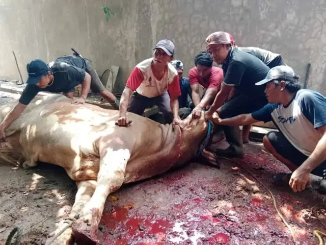 Luar Biasa! H Kholid Ismail Distribusikan 23 Ekor Sapi dan 8 Ekor Kambing Qurban Untuk Warga Luar Biasa! H Kholid Ismail Distribusikan 23 Ekor Sapi dan 8 Ekor Kambing Qurban Untuk Warga