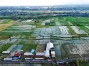 Sawah Menyempit, Produksi Menurun: Kedaulatan Pangan Banten Terancam Sawah Menyempit, Produksi Menurun Kedaulatan Pangan Banten Terancam
