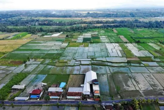 Sawah Menyempit, Produksi Menurun: Kedaulatan Pangan Banten Terancam Sawah Menyempit, Produksi Menurun: Kedaulatan Pangan Banten Terancam