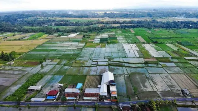 Sawah Menyempit, Produksi Menurun Kedaulatan Pangan Banten Terancam Sawah Menyempit, Produksi Menurun Kedaulatan Pangan Banten Terancam