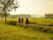 Urgensi Penyelamatan Lahan Pertanian untuk Ketahanan Pangan di Banten Pertanian untuk Ketahanan Pangan di Banten