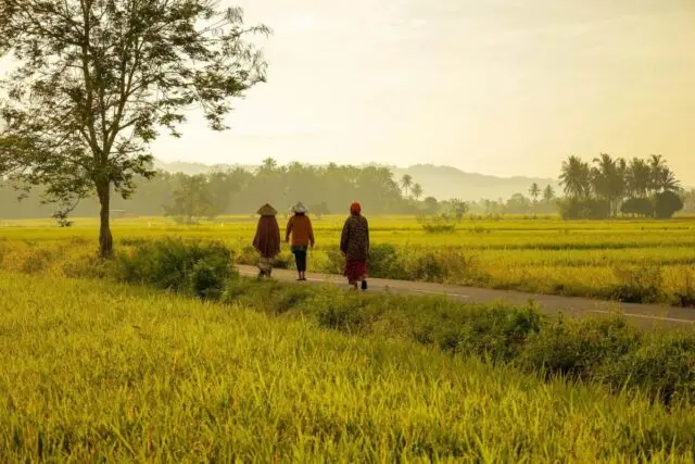 Urgensi Penyelamatan Lahan Pertanian untuk Ketahanan Pangan di Banten Pertanian untuk Ketahanan Pangan di Banten