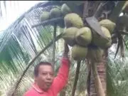 Bisnis Kelapa Kopyor Menjanjikan, Petani di Cikulur Raup Cuan Jutaan Rupiah