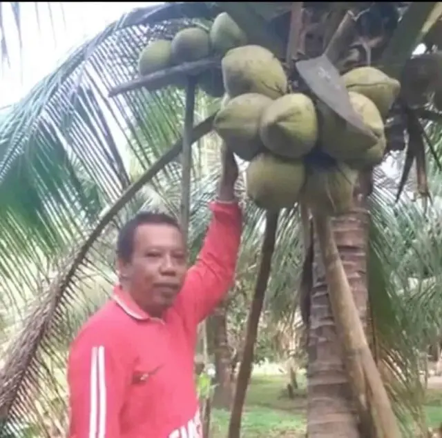 Bisnis Kelapa Kopyor Menjanjikan, Petani di Cikulur Raup Cuan Jutaan Rupiah Bisnis Kelapa Kopyor Menjanjikan, Petani di Cikulur Raup Cuan Jutaan Rupiah