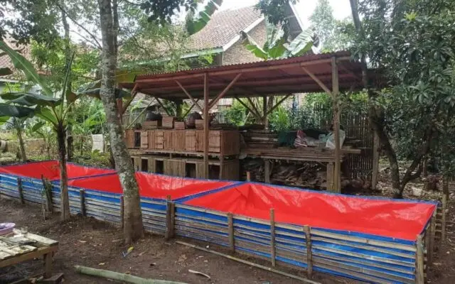 Pokdakan Lanang Agung Kemandirian Ekonomi dari Lele
